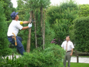 北山杉剪定藤田利幸さんと