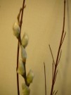 1月花柳の芽