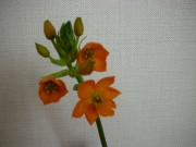 3月可憐なオレンジ色