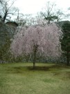 岩手公園の桜