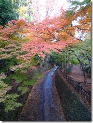 北野天満宮紅葉