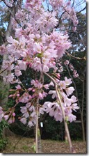 下鴨神社枝垂桜