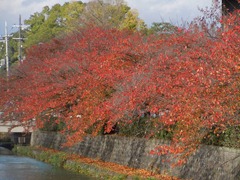 疎水京都会館横の紅葉111120