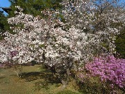 仁和寺の御室桜