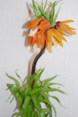 ３月の花、フリチラリア