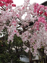 静岡市葵区の桃桜？使用