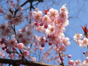 早咲き桜・憲政記念館,３月２４日使用