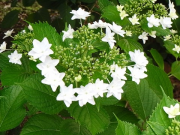 「墨田の花火」あじさい