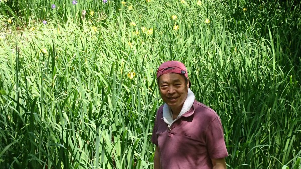 仁和寺花ショウブ