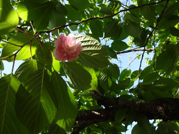 普賢像桜