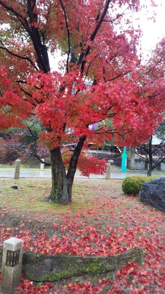 智積院紅葉と土