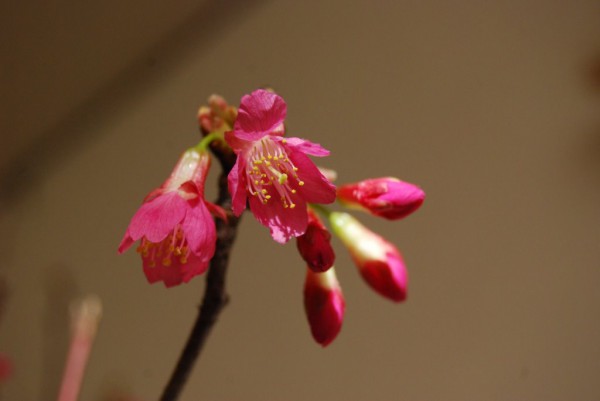 おかめ桜近景