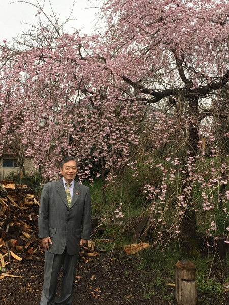 佐野邸　桜