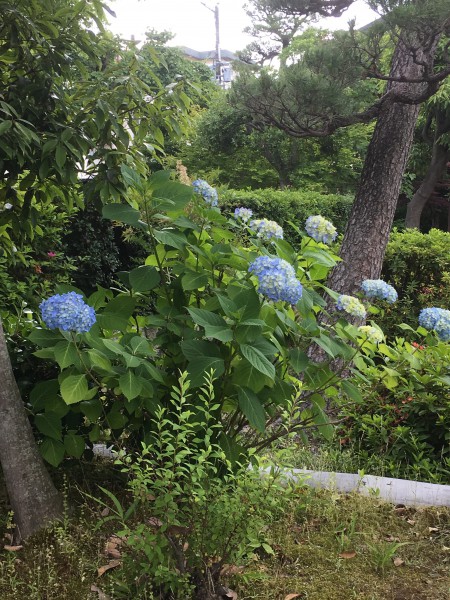 枳殻邸紫陽花