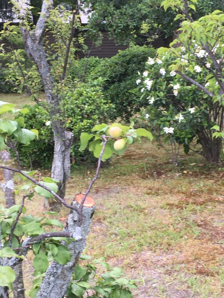 枳殻邸の梅