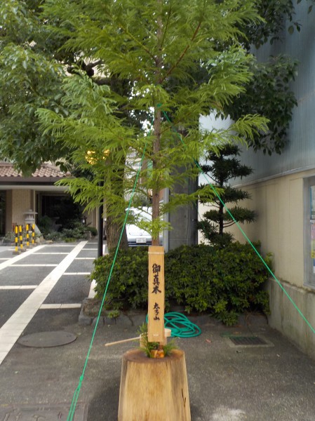 太子山ご神木