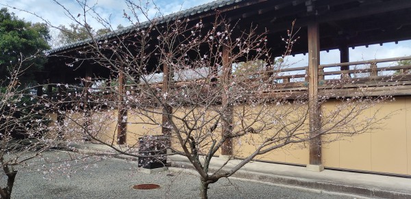 IMG_20200106_115839　知恩院・寒桜