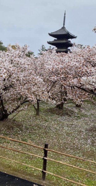 御室桜　塔