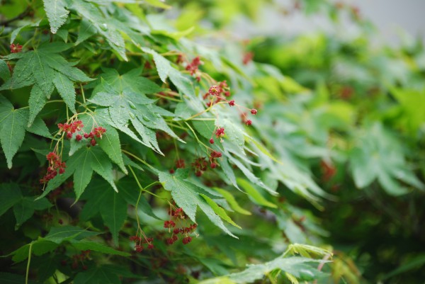 紅葉の花