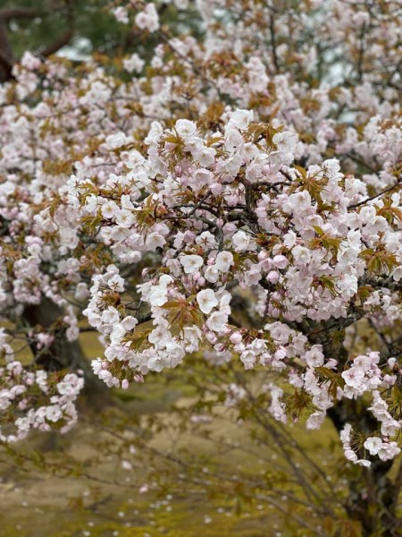 御室桜