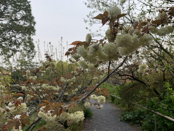 梅宮大社　ウコン桜